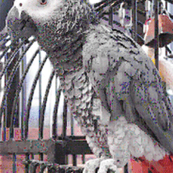 Mountain Eyeworks - Shamus- an African Gray Parrot- the office pet - Eyewear & Opticians Near Me - Steamboat Springs, Colorado Mountain Eyeworks - Shamus- an African Gray Parrot- the office pet - Eyewear & Opticians Near Me - Steamboat Springs, Colorado