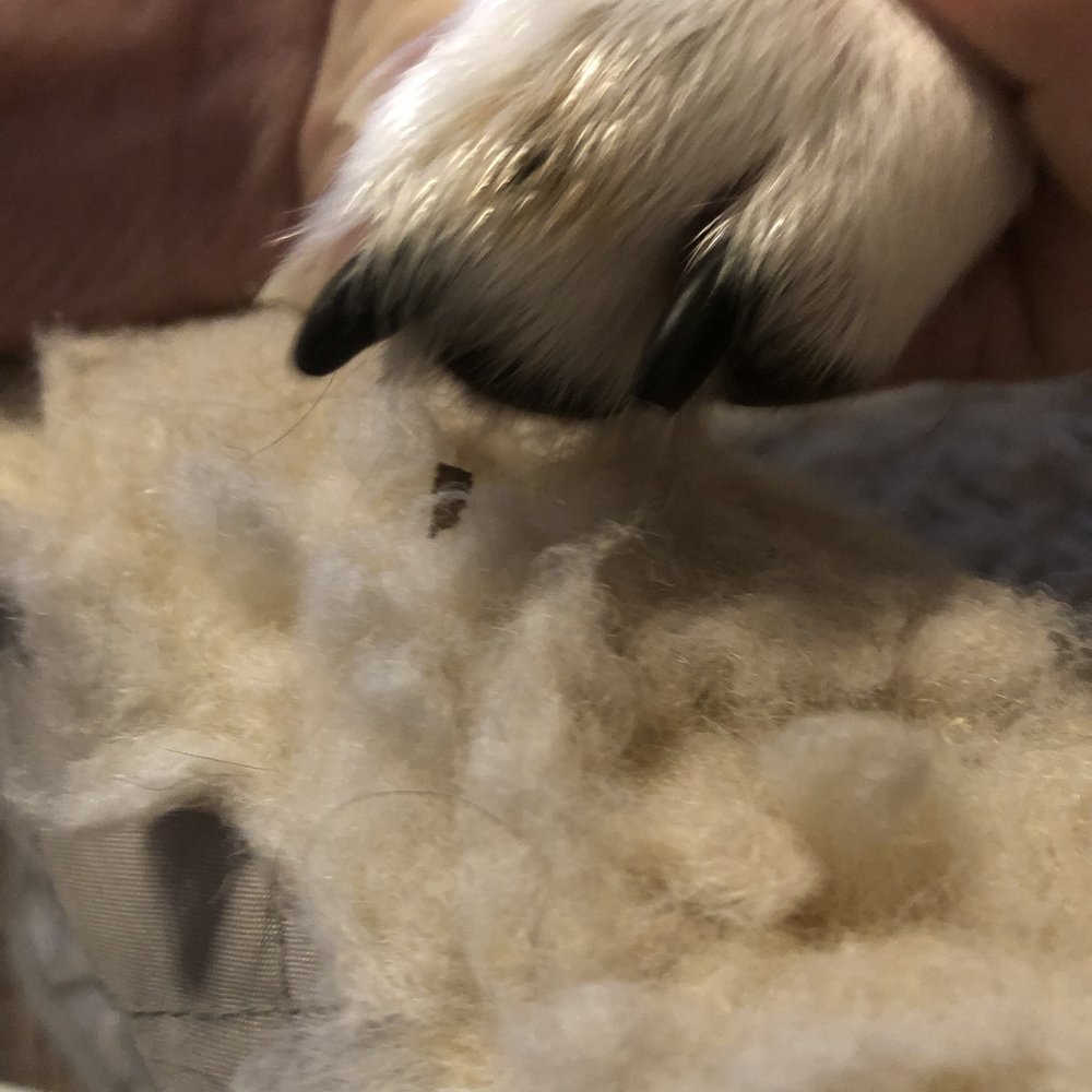 Heavenly Paws - One black nail hardly cut at all, and the other not at all cut? - Pet Stores Near Me - Lubbock, Texas Heavenly Paws - One black nail hardly cut at all, and the other not at all cut? - Pet Stores Near Me - Lubbock, Texas