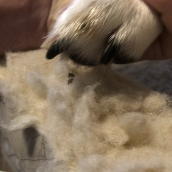 Heavenly Paws - One black nail hardly cut at all, and the other not at all cut? - Pet Stores Near Me - Lubbock, Texas