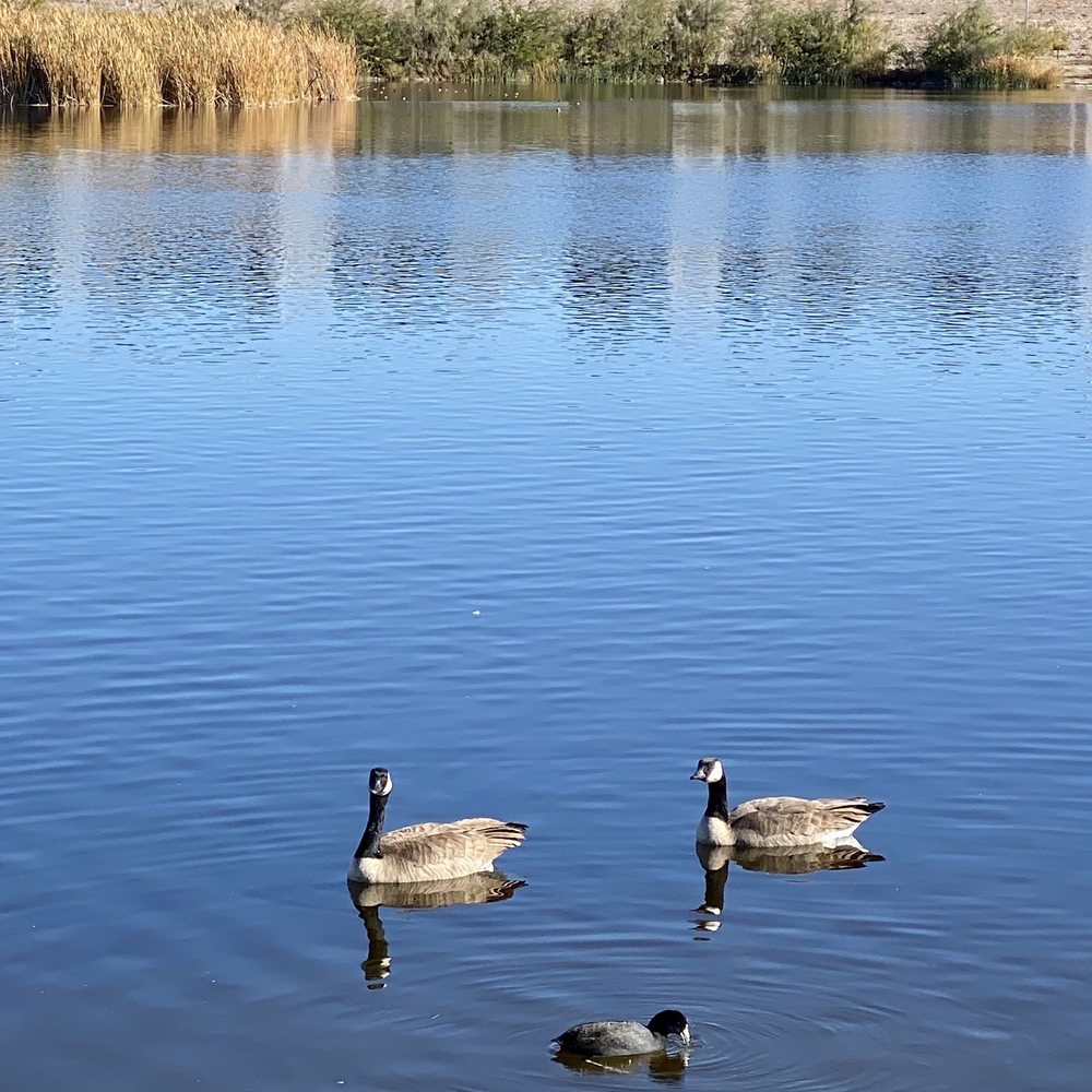 Cornerstone Park - Ducks are happy! - Lakes Near Me - Henderson, Nevada Cornerstone Park - Ducks are happy! - Lakes Near Me - Henderson, Nevada
