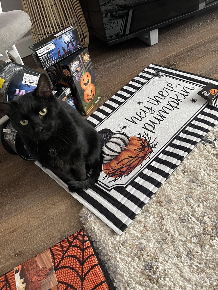 WEST SIDE ANIMAL CLINIC Updated September 2024 10 Reviews 1499