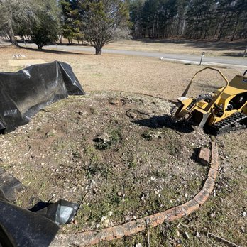Stumpfest - Grinding out 6 shrub stumps. - Tree Services Near Me - Northport, Alabama