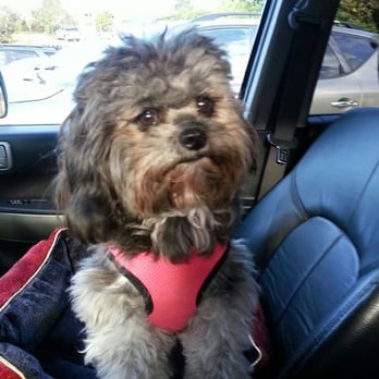 PetSmart - My honey-doll. Belle. - Pet Groomers Near Me - Lakewood, Washington PetSmart - My honey-doll. Belle. - Pet Groomers Near Me - Lakewood, Washington