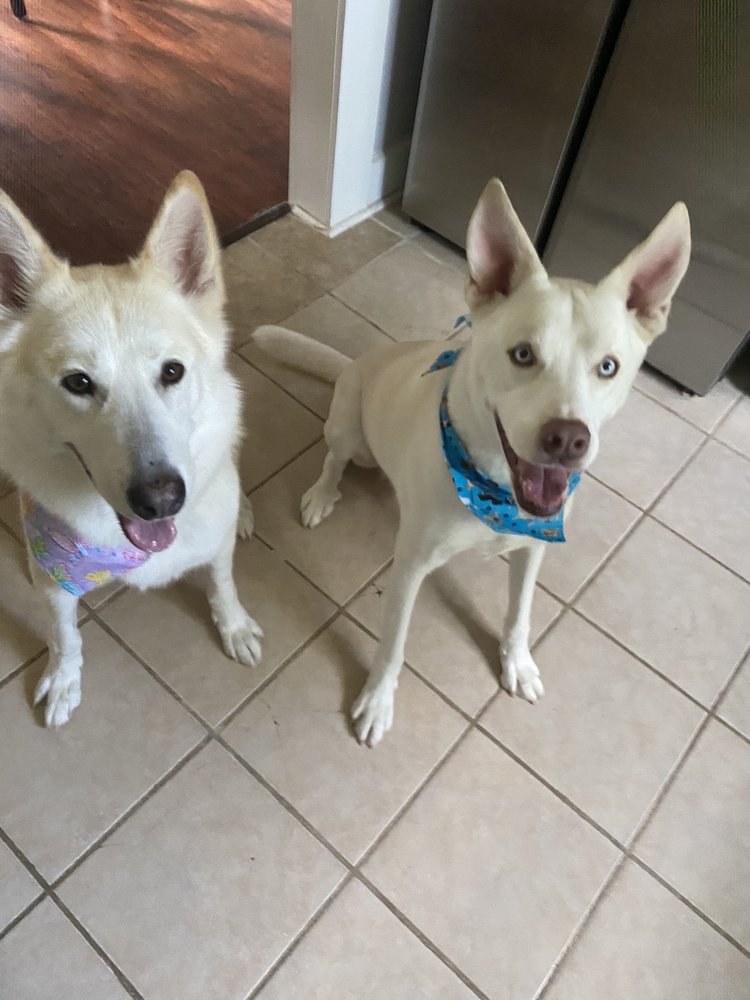 PAMPERED PETS Updated September 2024 3203 University Ave, Columbus