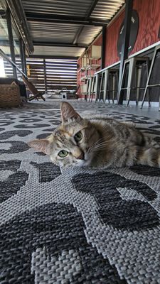 Whiskers & Wine Cat Cafe by null