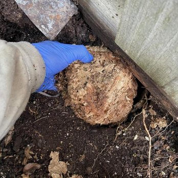 Complete Pest Solutions - Pest Control Near Me - Silver Spring, Maryland Complete Pest Solutions - Pest Control Near Me - Silver Spring, Maryland