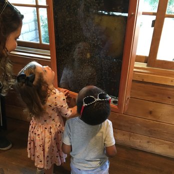 The Valley Hive - The kids love checking out the hive. The bees are able to go outside whenever they want. - Honey Near Me - Chatsworth, California The Valley Hive - The kids love checking out the hive. The bees are able to go outside whenever they want. - Honey Near Me - Chatsworth, California