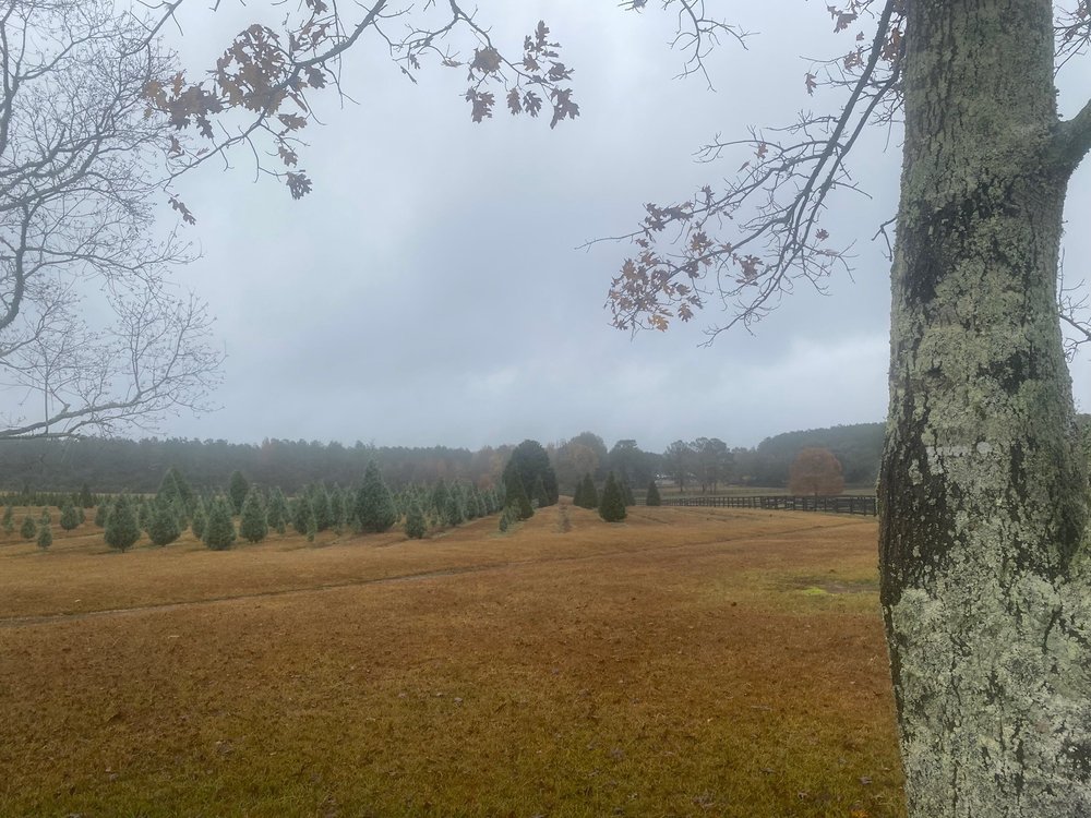 TIGER BRANCH TREE FARM Updated October 2024 18075 Tiger Branch Rd