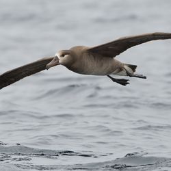 Sea Spirit Ocean Safari - A Black Footed Albatross!