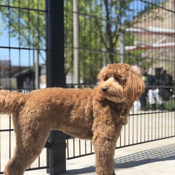 All 4 Dirty Paws - After! - Pet Groomers Near Me - Chicago, Illinois