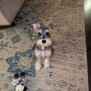 Pawfect Pet Salon - After - Pet Groomers Near Me - Las Vegas, Nevada Pawfect Pet Salon - After - Pet Groomers Near Me - Las Vegas, Nevada
