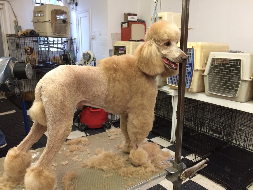 Huntington Dog Grooming Center 2019 All You Need to Know BEFORE You Go (with Photos) Pet