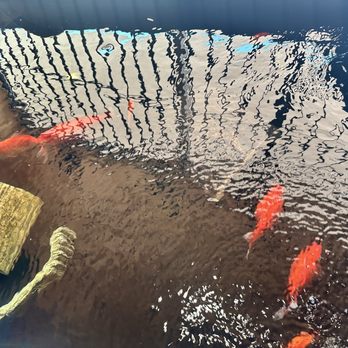 Elliotts For Pets - Koi and goldfish - Pet Stores Near Me - Riverside, California Elliotts For Pets - Koi and goldfish - Pet Stores Near Me - Riverside, California