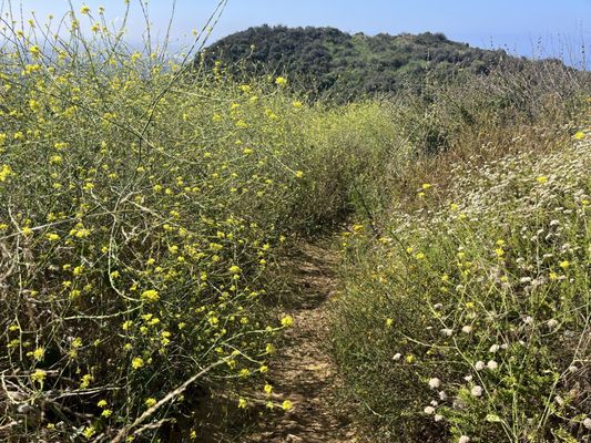 Temescal Gateway Park, Mountains Recreation & Conservation Authority by null
