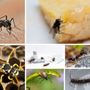 Photo of GreenLeaf Pest Control