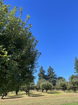 Sherwood Orchards by null