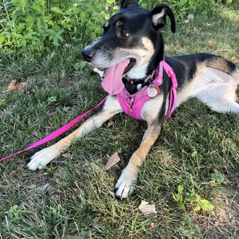 Shawnee Mission Dog Park - Happy doggos make for happy humans! - Dog Parks Near Me - Shawnee, Kansas Shawnee Mission Dog Park - Happy doggos make for happy humans! - Dog Parks Near Me - Shawnee, Kansas