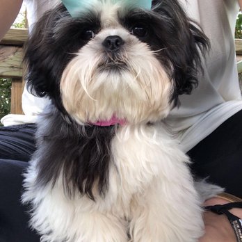 Pampered; Poodles & Terriers - Pet Groomers Near Me - Tallahassee, Florida Pampered; Poodles & Terriers - Pet Groomers Near Me - Tallahassee, Florida