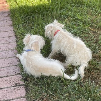 Smart Parke - Pet Boarding Near Me - Laguna Woods, California Smart Parke - Pet Boarding Near Me - Laguna Woods, California