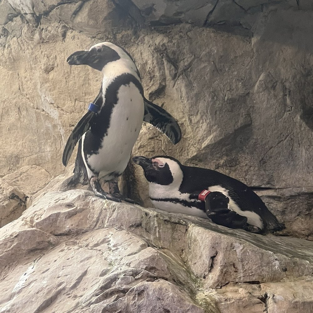 Audubon Aquarium - Aquariums Near Me - New Orleans, Louisiana Audubon Aquarium - Aquariums Near Me - New Orleans, Louisiana