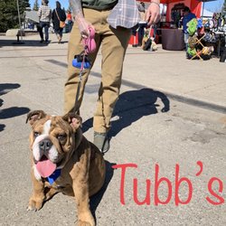 Home Sweet Home Pet Sitting - Our helper Tubbs three year-old English bulldog