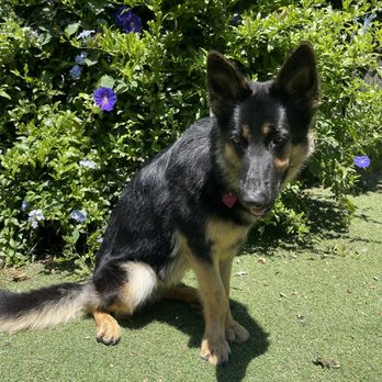 Penny's Pup Wash - She smells fantastic! Beautiful & glossy coat to match her gorgeous personality. - Pet Groomers Near Me - Costa Mesa, California