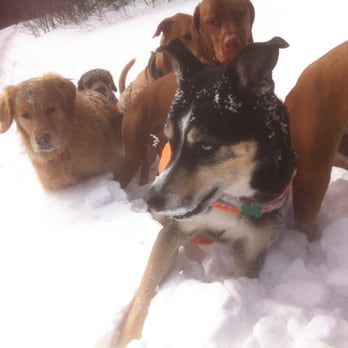 Vermont Adventure Dogs - Dog Walkers Near Me Vermont Adventure Dogs - Dog Walkers Near Me