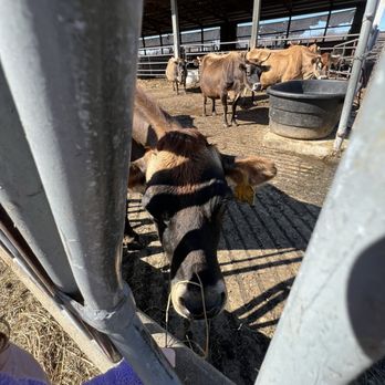 Grassway Organics - Beautiful cows. So thankful for your milk and cream. - Organic Stores Near Me - East Troy, Wisconsin