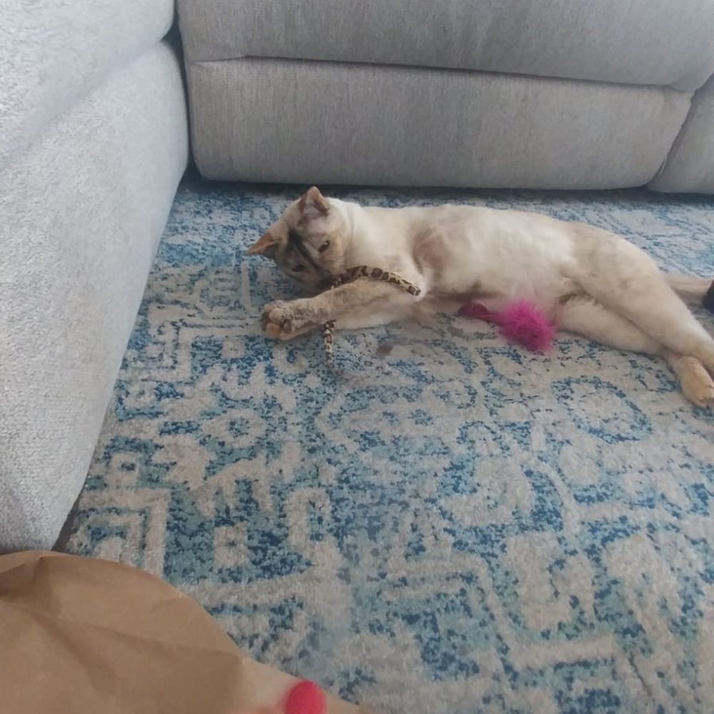 Cat Servants - Pet Sitting Near Me Cat Servants - Pet Sitting Near Me