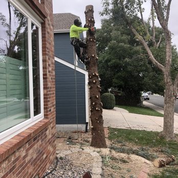 United Tree Service - a man on a ladder trimming a tree - Tree Services Near Me - Aurora, Colorado