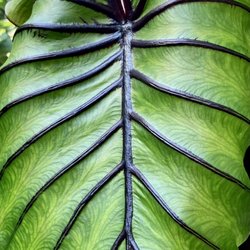 Trusty Farms - Colocasia 'Pharaoh's Mask'