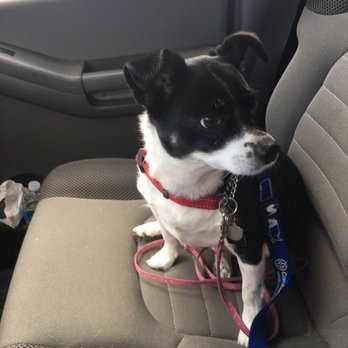 Doggie Stylezz - Happy Walk In Nail Trim Pup - Pet Groomers Near Me - San Jose, California Doggie Stylezz - Happy Walk In Nail Trim Pup - Pet Groomers Near Me - San Jose, California