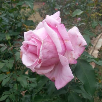 Smith-Gilbert Gardens - The most fragrant rose I have ever smelled in my life! Hybrid Tea - "Memorial Day" - 2004. Blooming in November, 2012. - Botanical Gardens Near Me - Kennesaw, Georgia