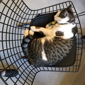 NEKO: A Cat Cafe - Sweet Mikey - Themed Cafes Near Me - Seattle, Washington NEKO: A Cat Cafe - Sweet Mikey - Themed Cafes Near Me - Seattle, Washington
