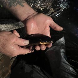 Beautiful black fish