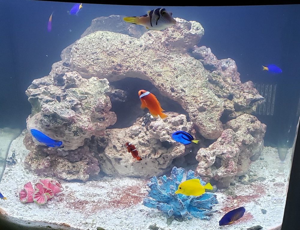 FISH BOWL AND MORE 27 Photos & 24 Reviews 2205 N Main St, Pearland