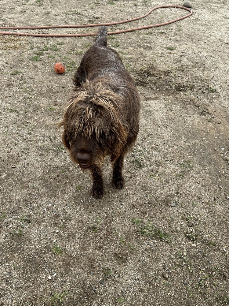 BEBA’S SPAW MOBILE PET GROOMING Updated June 2024 57 Photos & 69