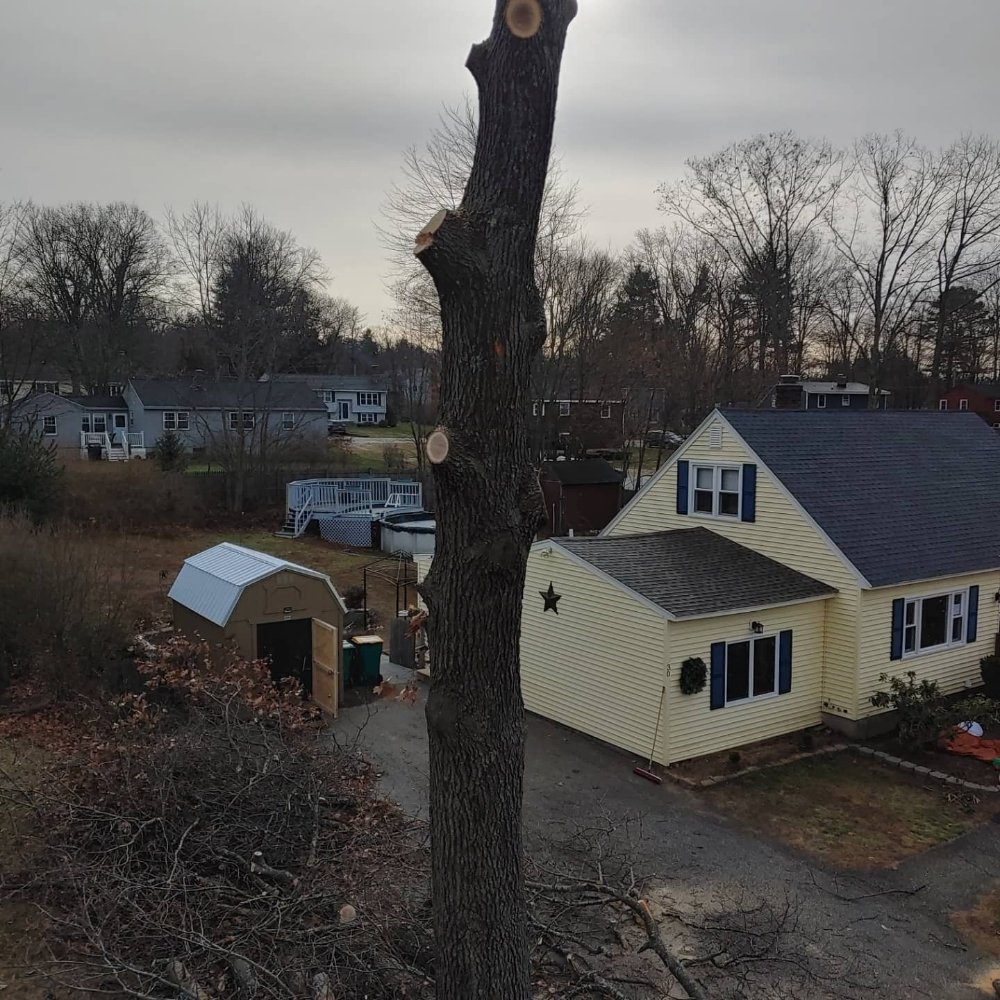 OAKLEAF LANDSCAPING & TREE MAINTENANCE Updated August 2024 28