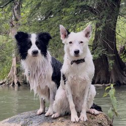 Patriot Dog Training