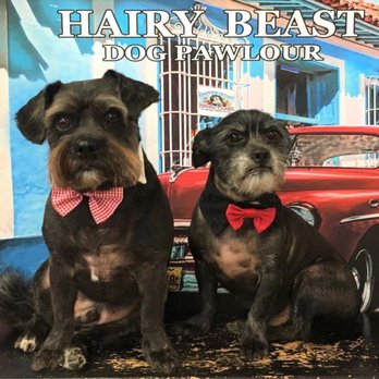 Hairy Beast Dog Pawlour - Gael and Griff, Summer 2021 - Pet Groomers Near Me - Aurora, Illinois Hairy Beast Dog Pawlour - Gael and Griff, Summer 2021 - Pet Groomers Near Me - Aurora, Illinois