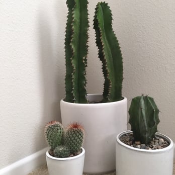 Venice Plants - Little trio I put together in my room - Nurseries & Gardening Near Me - Venice, California Venice Plants - Little trio I put together in my room - Nurseries & Gardening Near Me - Venice, California