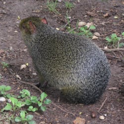 Amazona Zoo - Azaras Agouti