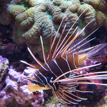 Seattle Aquarium - Aquariums Near Me - Seattle, Washington Seattle Aquarium - Aquariums Near Me - Seattle, Washington