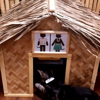 Aloha Kitty Cafe - Pet Adoption Near Me - Kailua, Hawaii