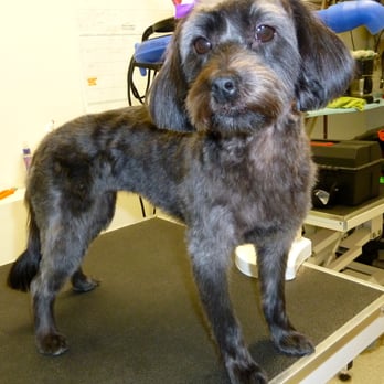 Clippers N Suds - Pretty Puppies! - Pet Groomers Near Me - Calgary, Alberta Clippers N Suds - Pretty Puppies! - Pet Groomers Near Me - Calgary, Alberta