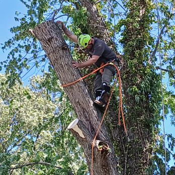 Cut 'Em Down Tree Service - Tree Services Near Me - Hampton, Virginia Cut 'Em Down Tree Service - Tree Services Near Me - Hampton, Virginia