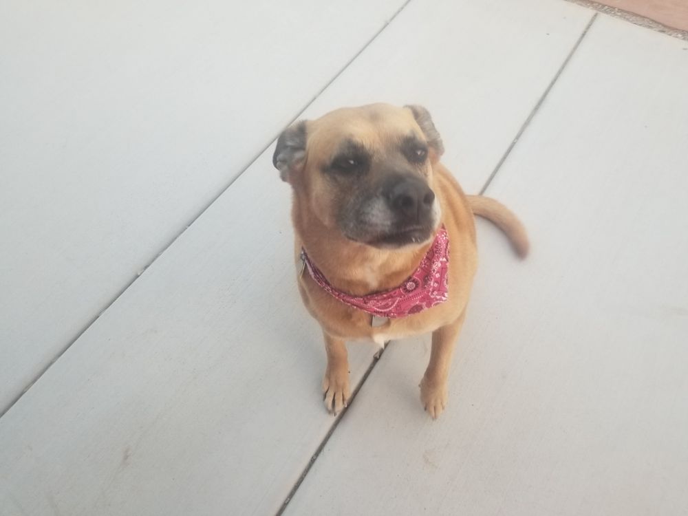 PERFECT PET Updated July 2024 4560 Navajo Blvd, Pahrump, Nevada