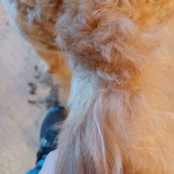 Fur Pal Grooming Spa - Looks like someone accidently cut a piece of hair - Pet Groomers Near Me - San Ramon, California