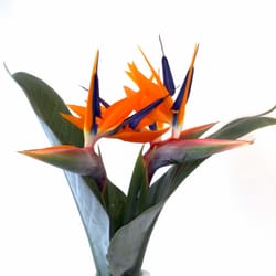 The Secret Garden Florist
