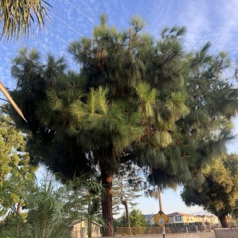 Rony Tree Services - Before trimming - Tree Services Near Me